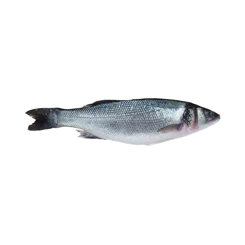 Branzino (Laurals) Fish
