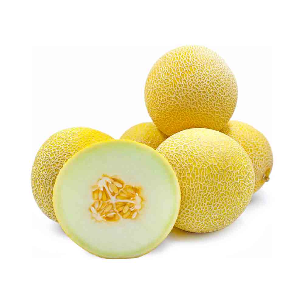 Galia Melon