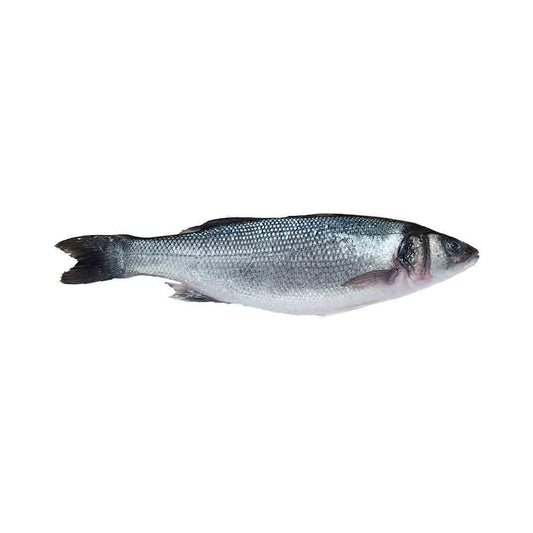 Branzino (Laurals) Fish