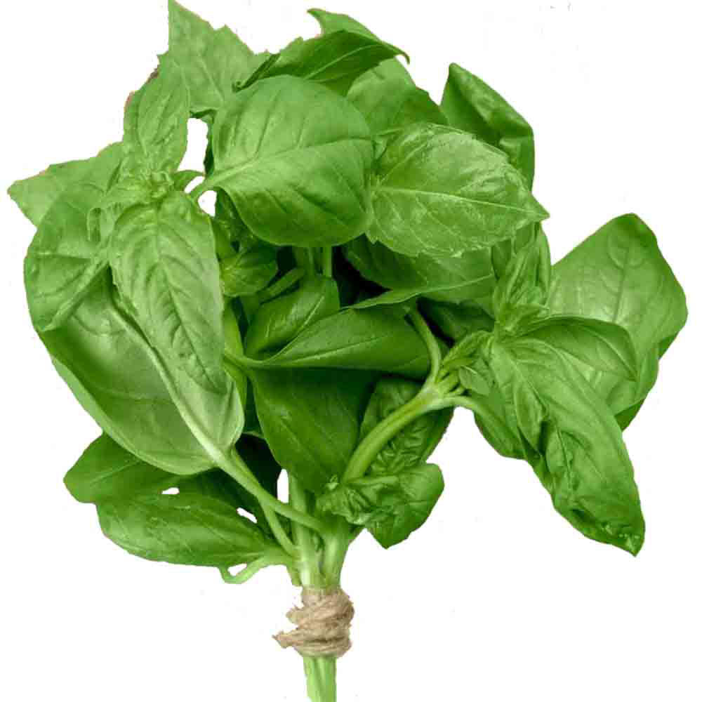 Green Basil