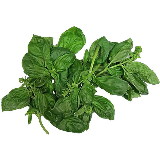 Italian Basil