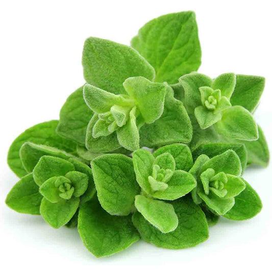 Oregano