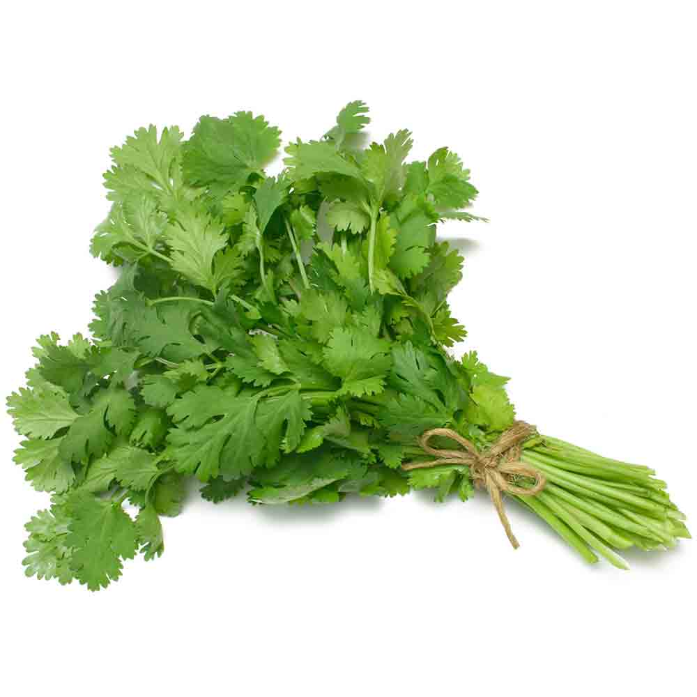 Cilantro